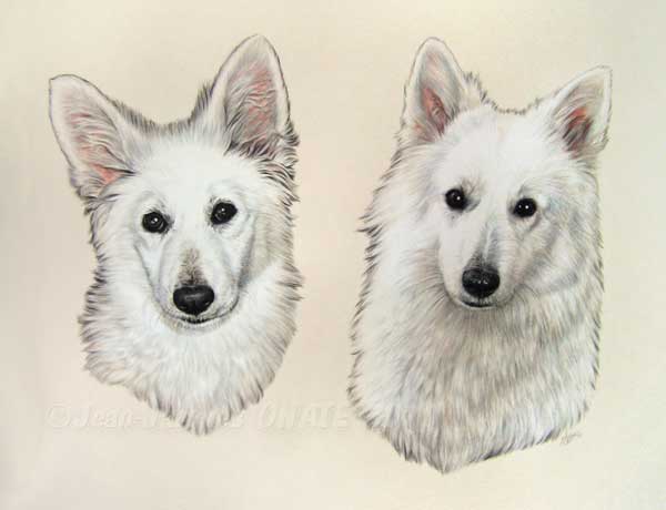 portrait de Bergers Suisses, magnifiques chiens blancs.